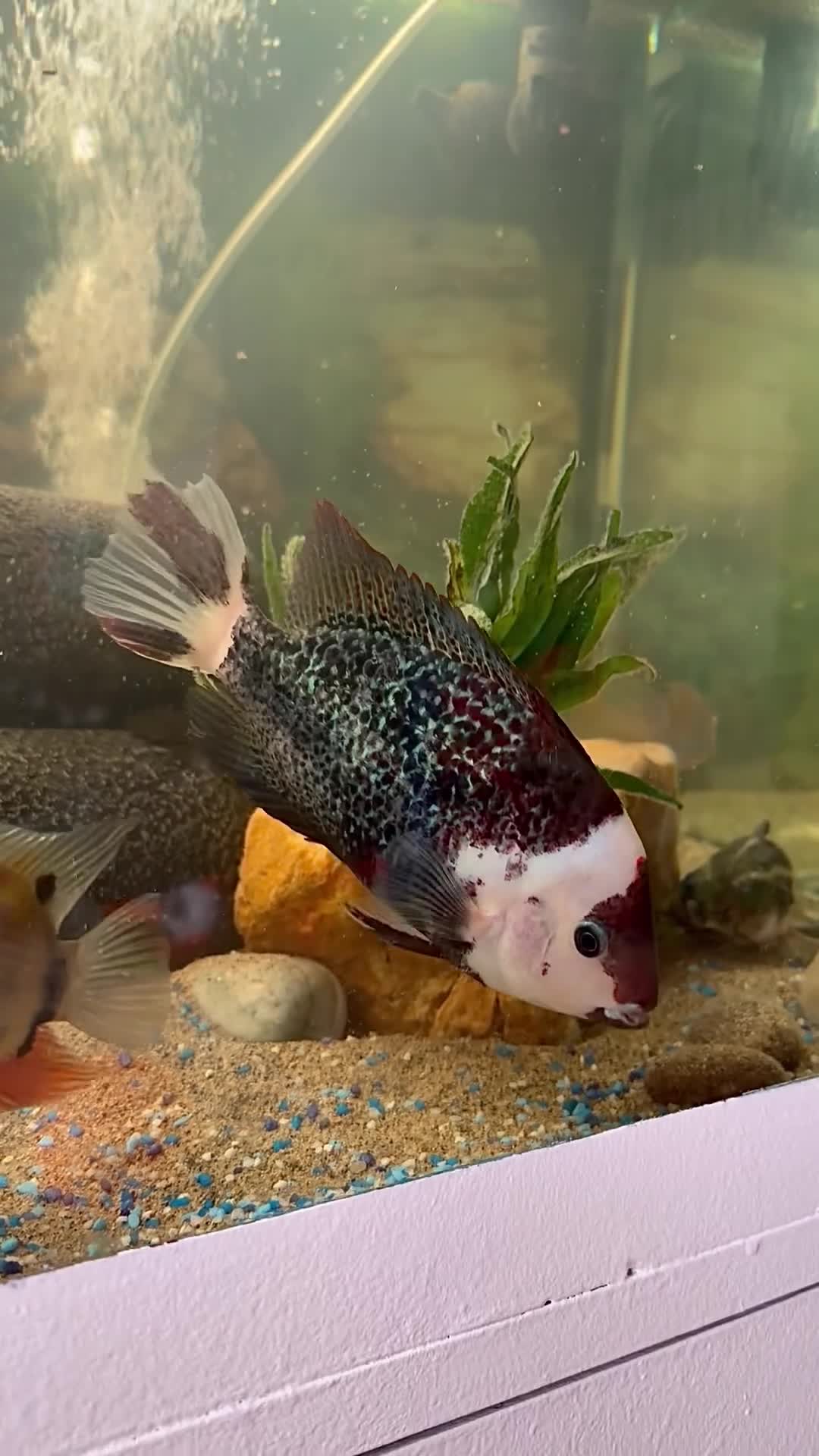 Cichlids fish for sale: Cichlids and Pleco  - Video 5