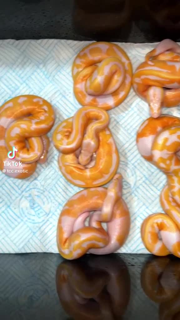 Python Snake reptiles for sale: Dreamsicle ball/royal python hatchlings  in Romford - Video 1