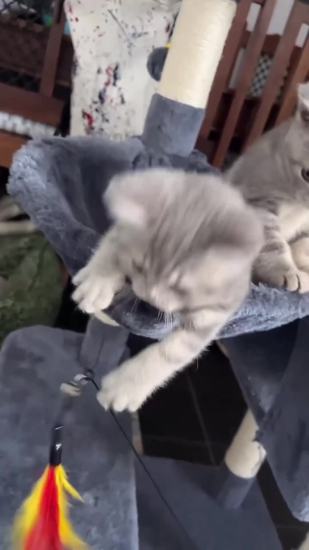 British Shorthair cats for sale: One male and one female remain - Video 5