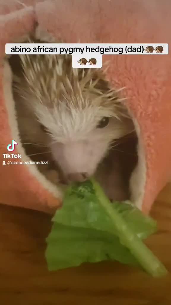 Pygmy Hedgehog rodents for sale: 2 Beautiful female african pygmy hedgehogs   in High Wycombe - Video 2