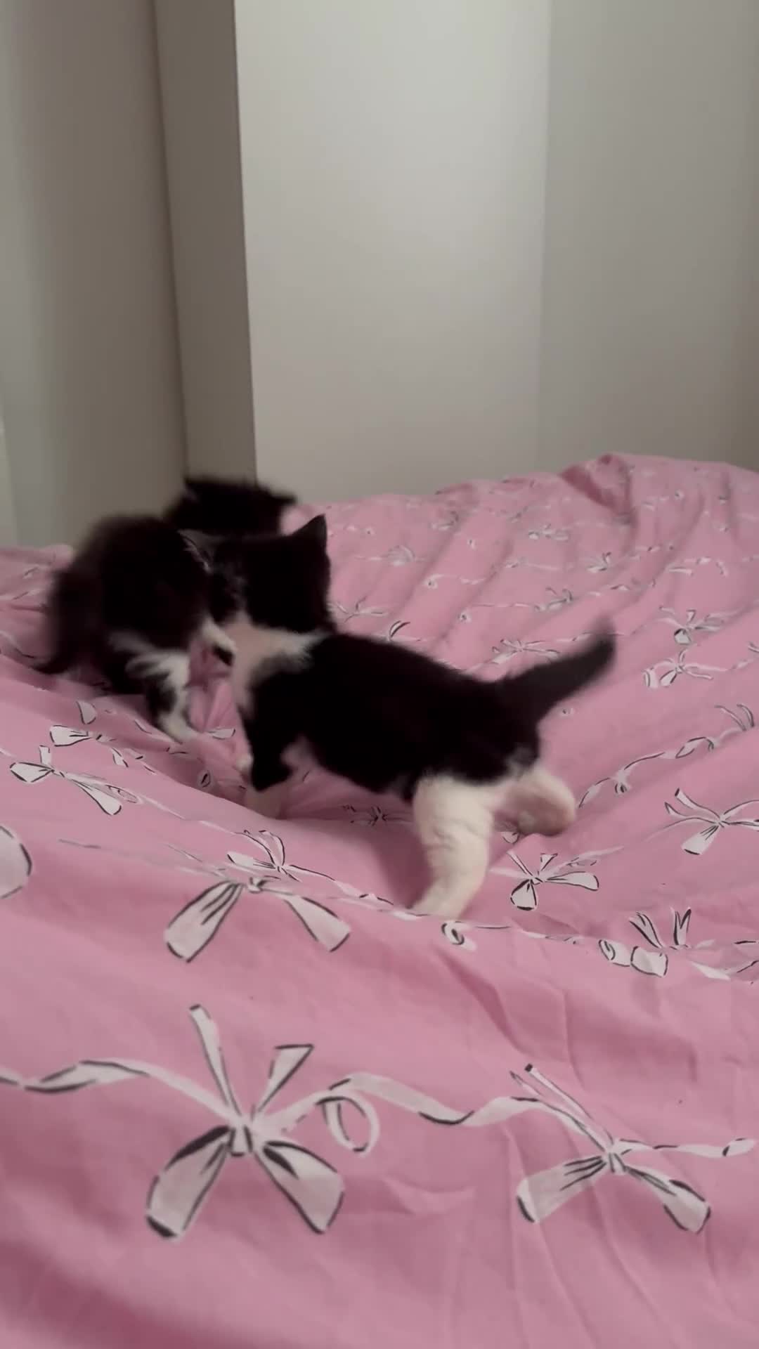 Mixed Breed cats for sale: Snowshoe kittens  - Video 1