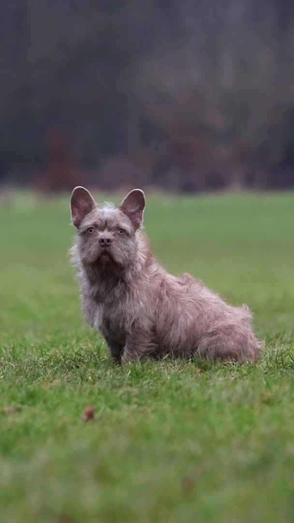 French Bulldog dogs for stud: Master Splinter WireHair Floodle Producer in Birmingham - Video 1