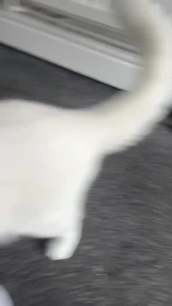 British Shorthair cats for sale: RARE LOOKING BRITISH SHORTHAIR - Video 1