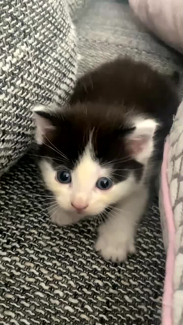 Mixed Breed cats for sale: Kittens for sale in Peterborough  - Video 1