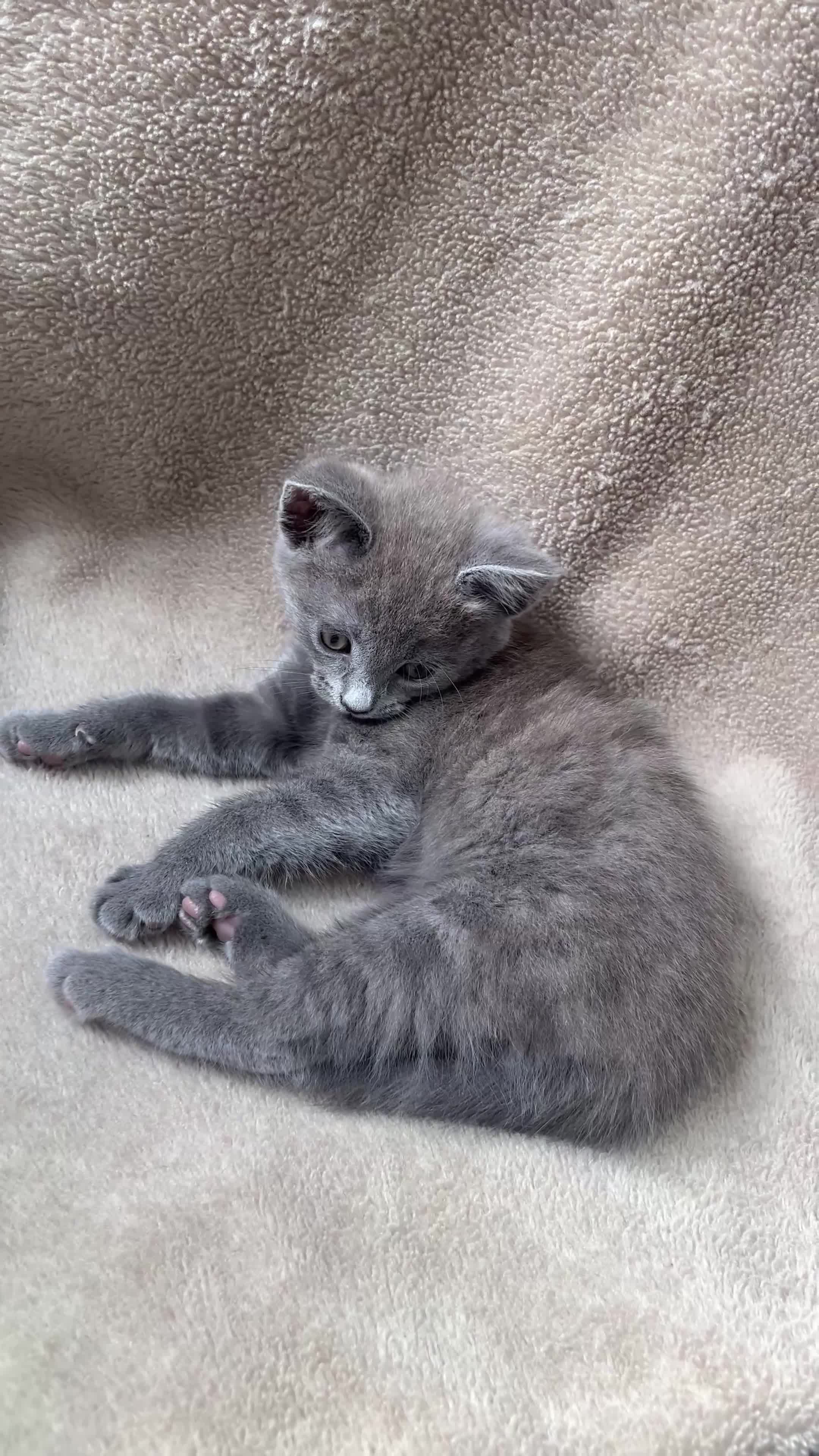 Mixed Breed cats for sale: Russian blue mixed breed kittens  - Video 1