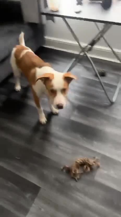 Mixed Breed dogs for sale: American bully cross  in Southall - Video 4