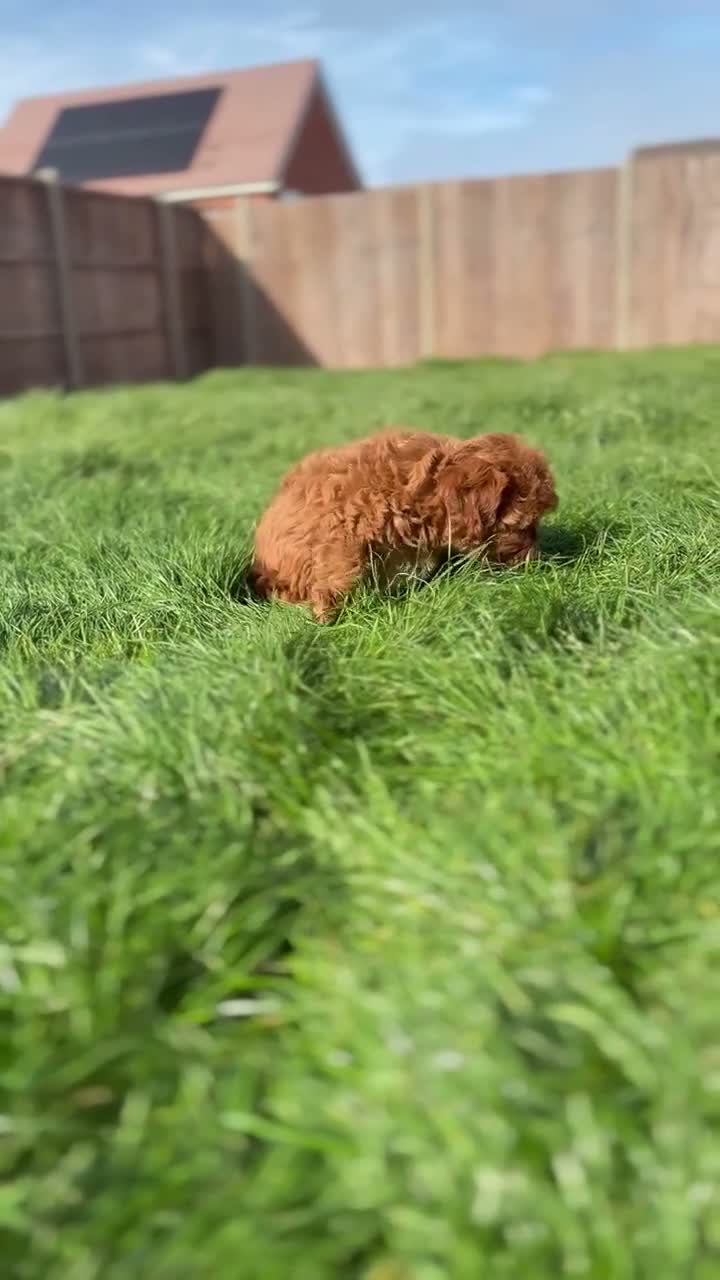 Cavapoo dogs for sale: Stunning Cavapoo puppies  - Video 1