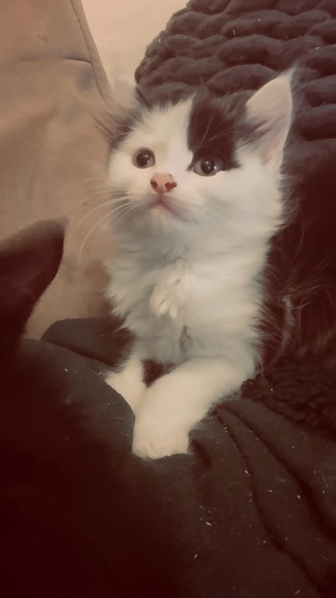 Mixed Breed cats for sale: Beautiful Maine Coon mix domestic cat kittens ❤️ - Video 1