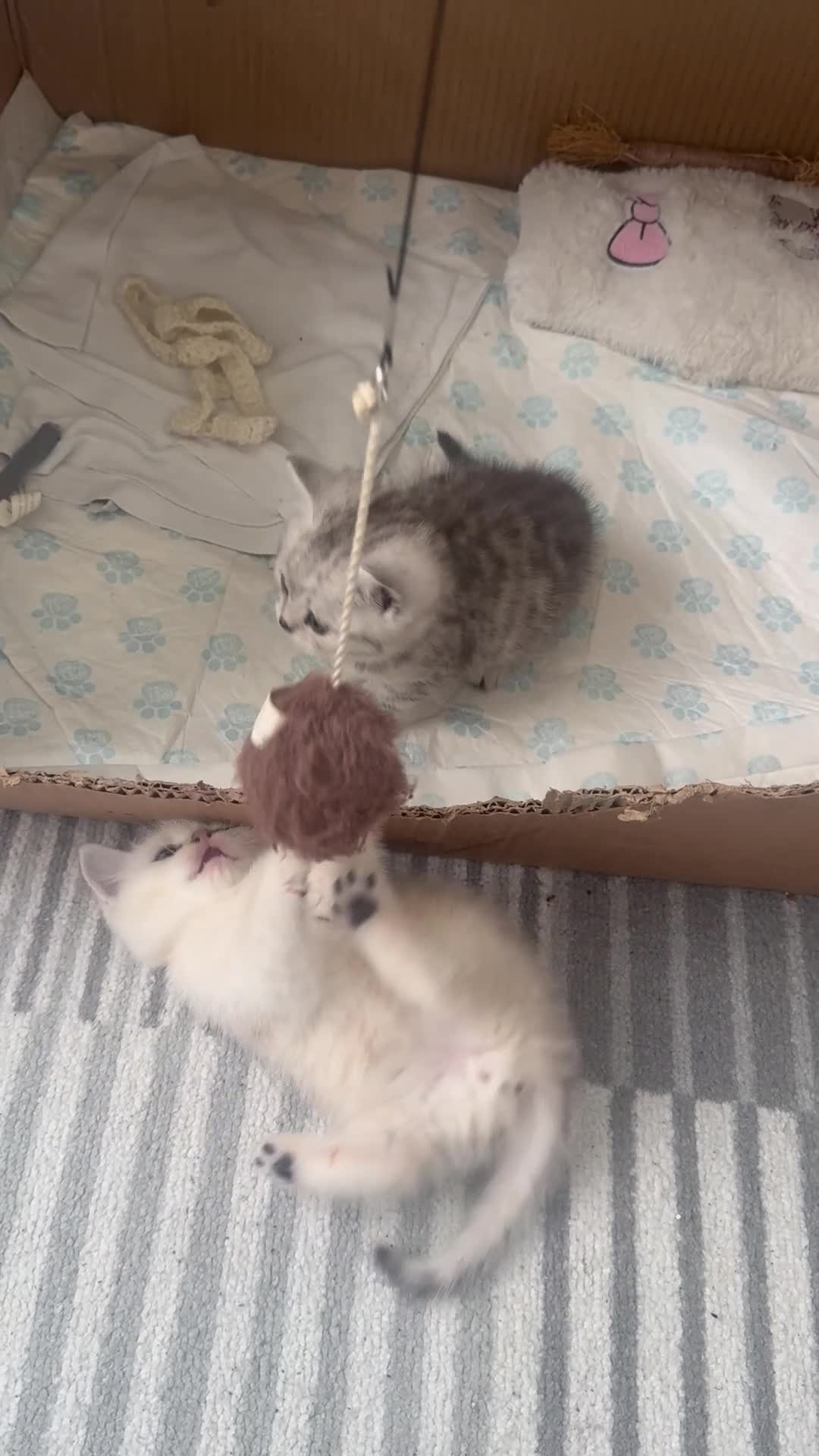 Mixed Breed cats for sale: Scottish Fold × British Shorthair Kittens - Video 2