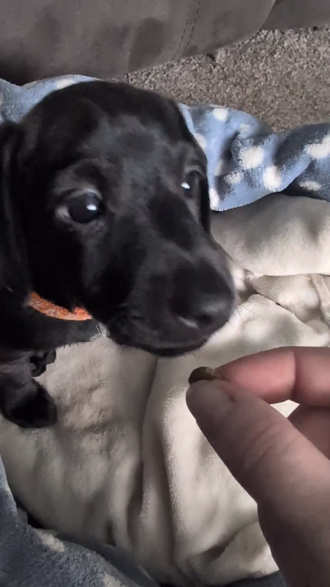 Mixed Breed dogs for sale: Doxie-Dales ready now - Video 1