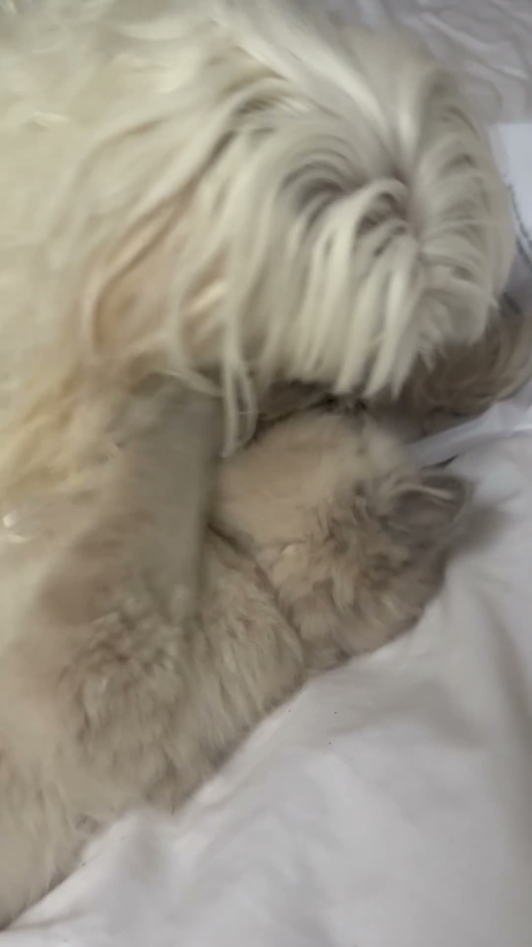 Ragdoll cats for sale: 2 boys for £700 (one from my other advert) - Video 1