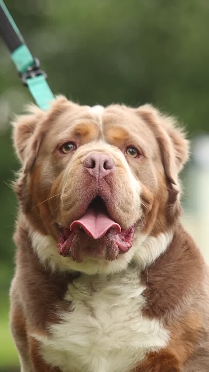 Olde English Bulldogge dogs for stud: REGINALD VISUAL FLUFFY 🔥  in Lowestoft - Video 4