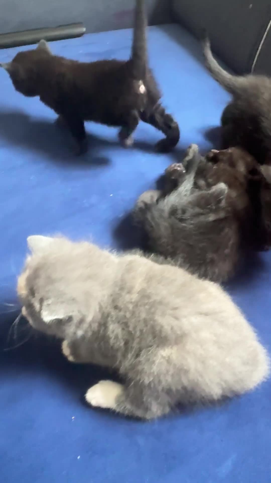 British Shorthair cats for sale: Beautiful Kittens Looking for Loving Homes  in Reading - Video 1