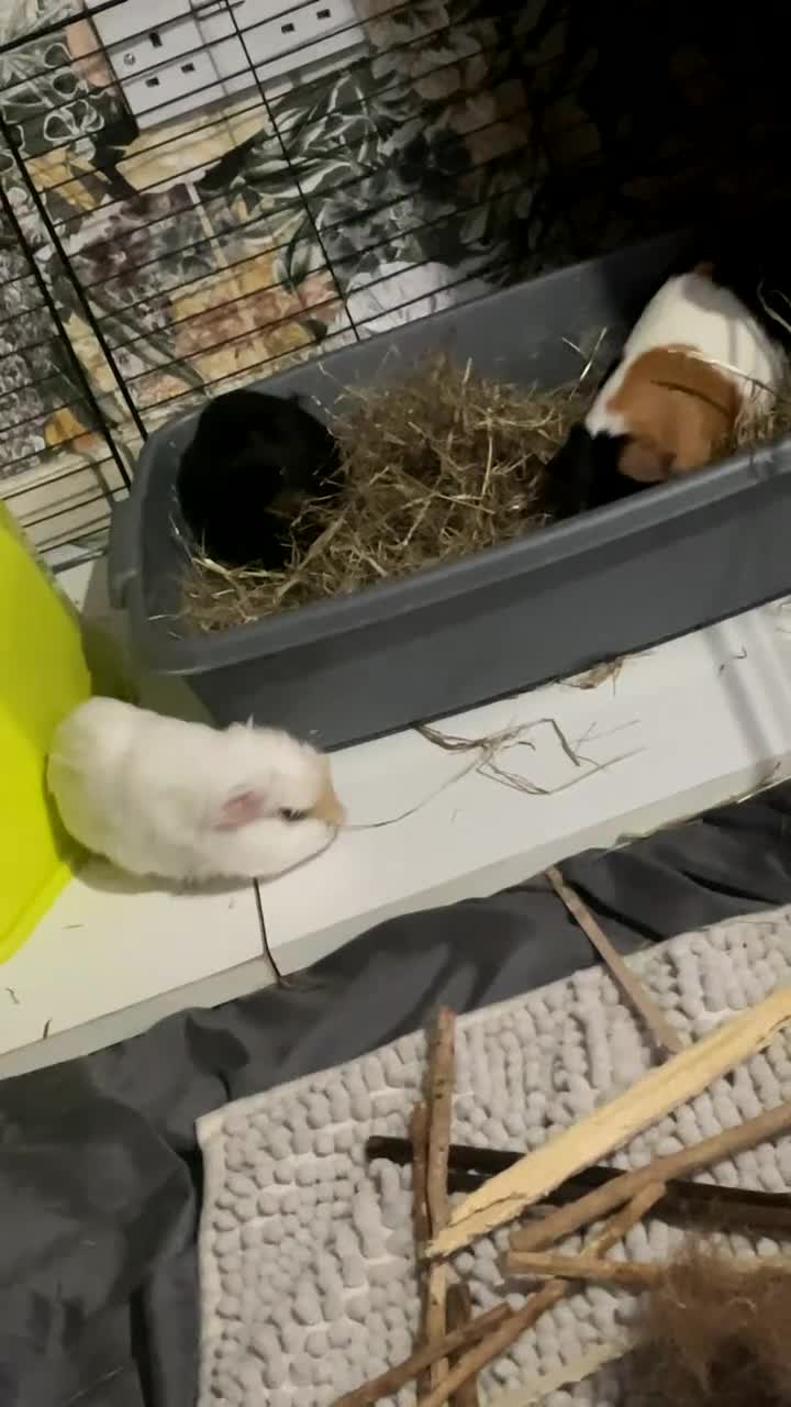 Guinea Pig rodents for sale: 3 female guinea pigs for sale in Scunthorpe - Video 1