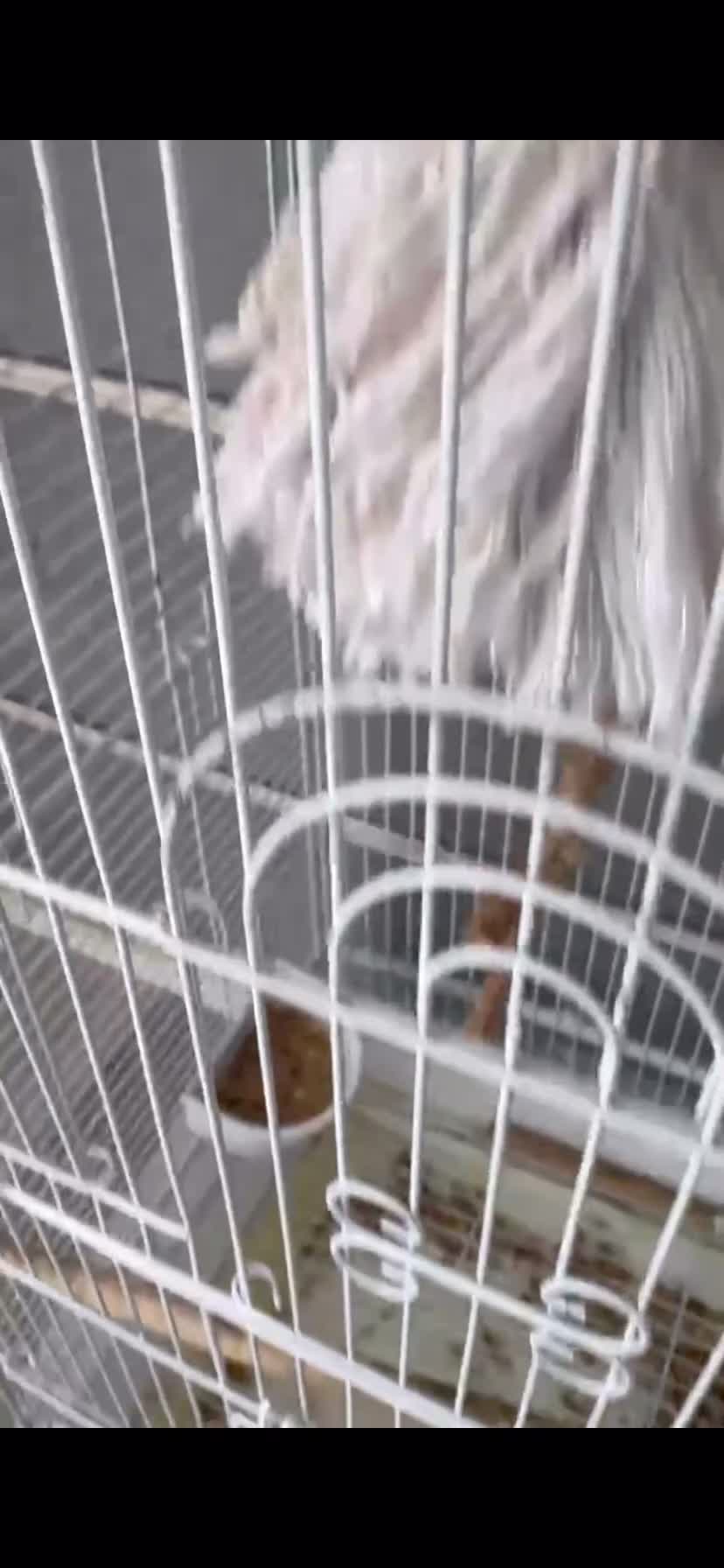 Mixed Breed birds for sale: Kakariki Birds for Sale – 1 Boy & 1 Girl 🐦🐦   - Video 1