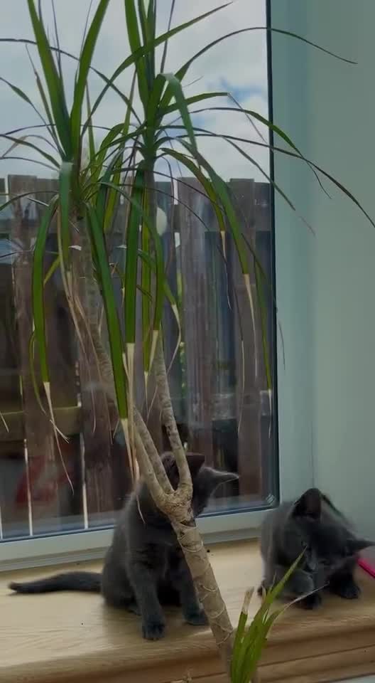 Mixed Breed cats for sale: Siamese Russian blue kittens  - Video 2