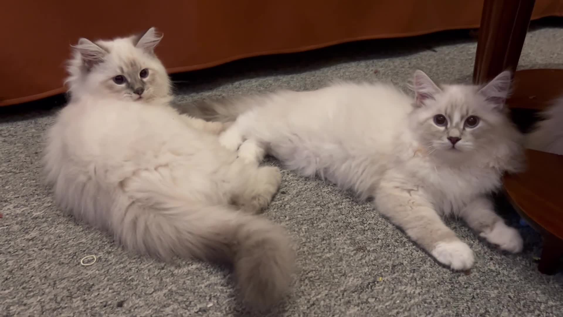 Siberian cats for sale: Sweet human friendly Siberians  - Video 3