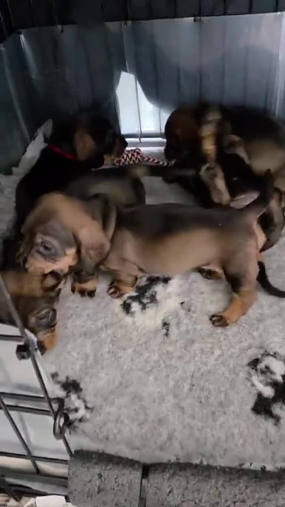 Dachshund dogs for sale: Stunning Standard Dachshund Puppies Ready Now - Video 1