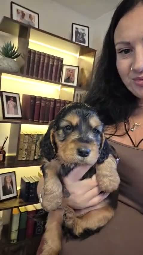 Cocker Spaniel dogs for sale: Beautiful cocker girl  - Video 1