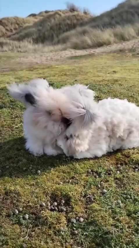 Lionhead rabbits for sale: English Fullface Angora Bunnies  - Video 1