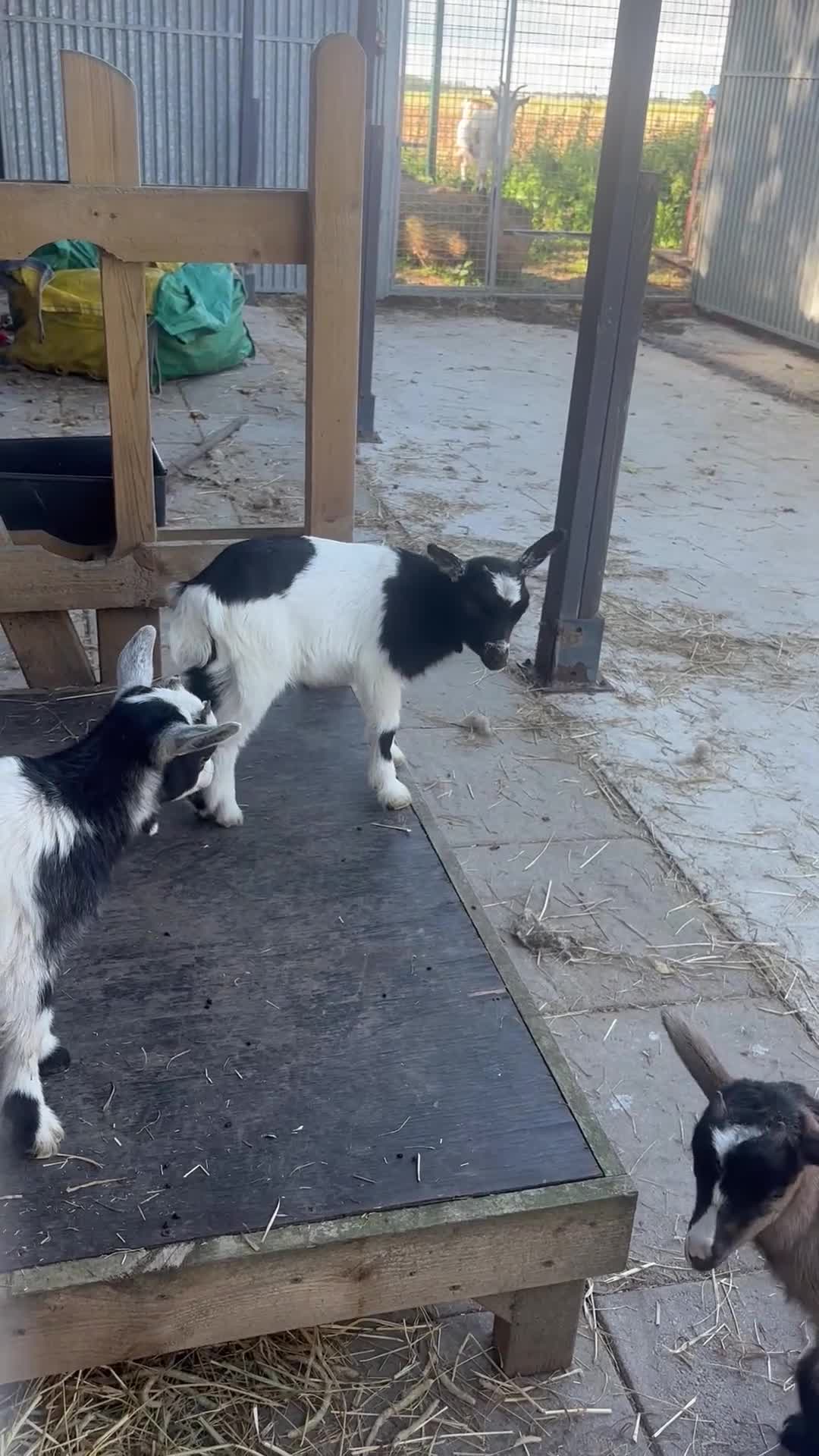 Goats livestock for sale: Pigmy goats  - Video 1