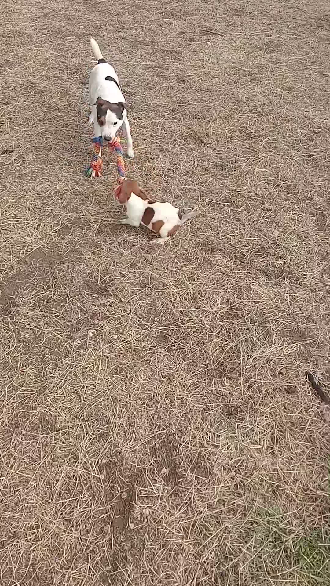 Jack Russell dogs for sale: JRT boy pup white and tan  - Video 5
