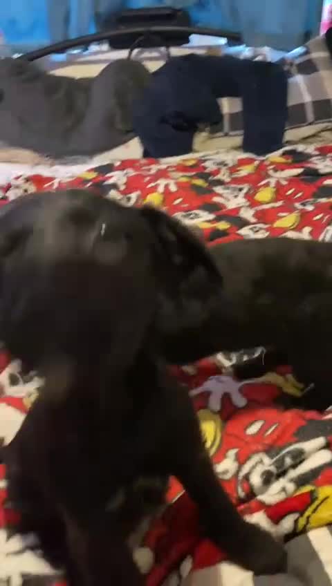 Jackapoo dogs for sale: Jackapoo puppies - Video 1