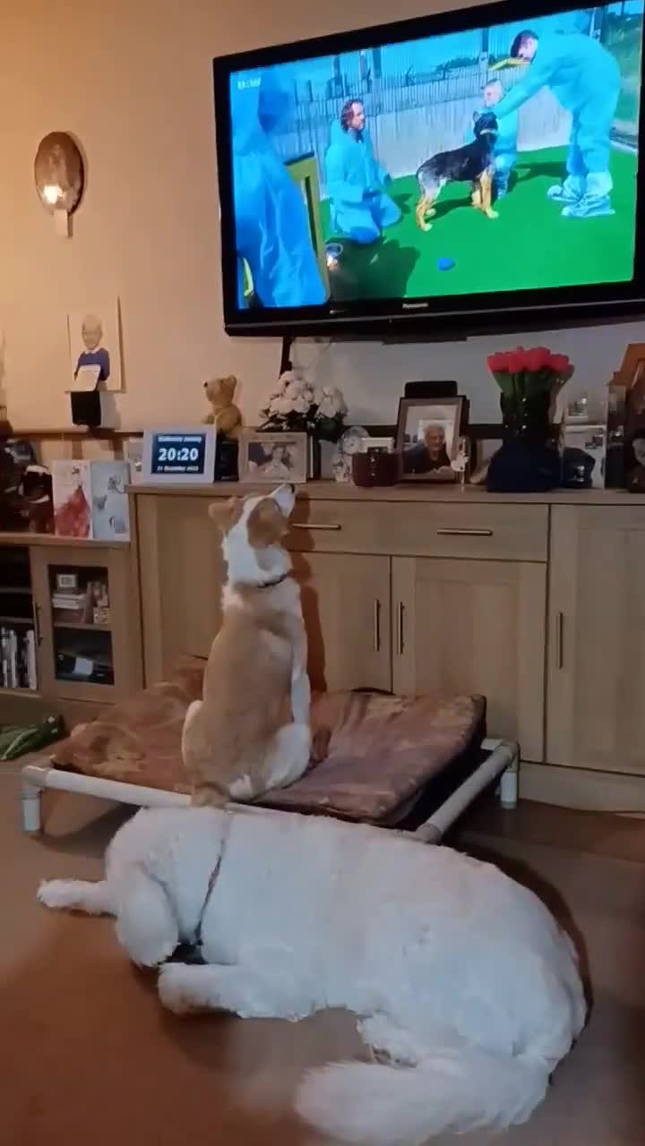 Mixed Breed dogs for sale: HONEY 🍯 Is looking for a forever home - Video 1