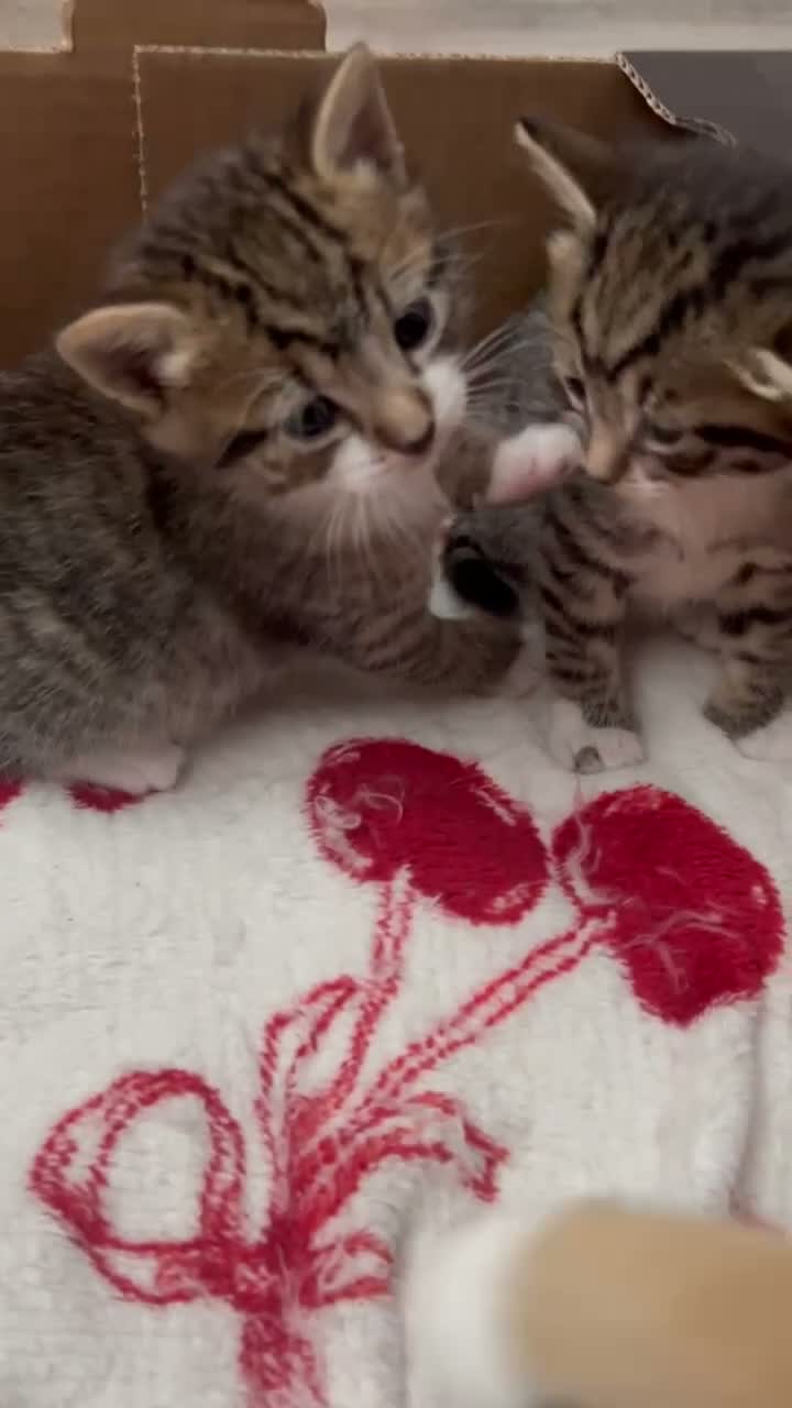 Mixed Breed cats for sale: 3 Adorable Kittens - Video 2