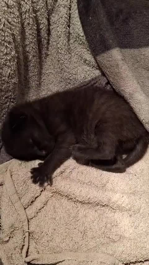 Mixed Breed cats for sale: Tabby kittens - Video 1