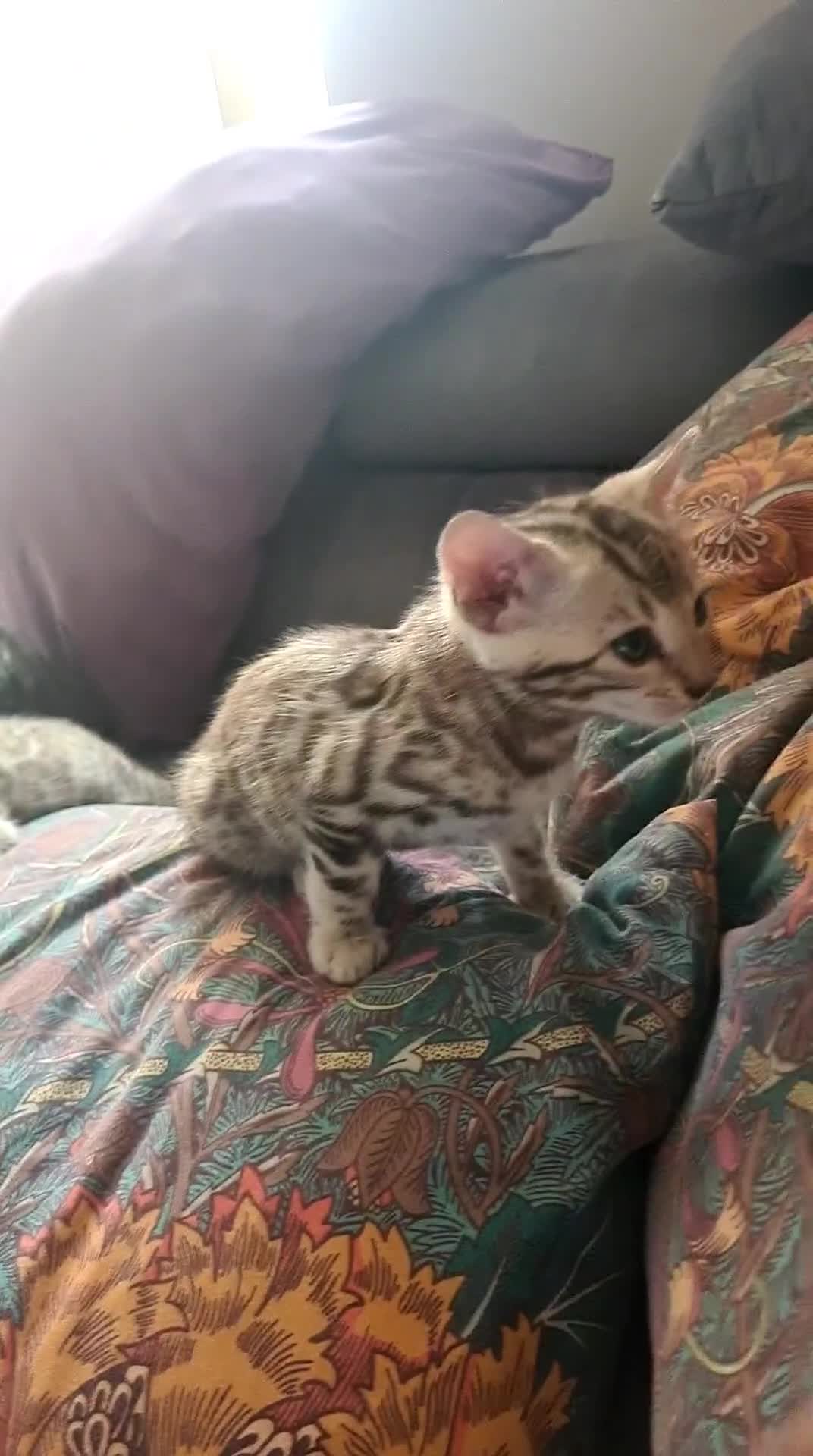 Bengal cats for sale: Bengal  - Video 2