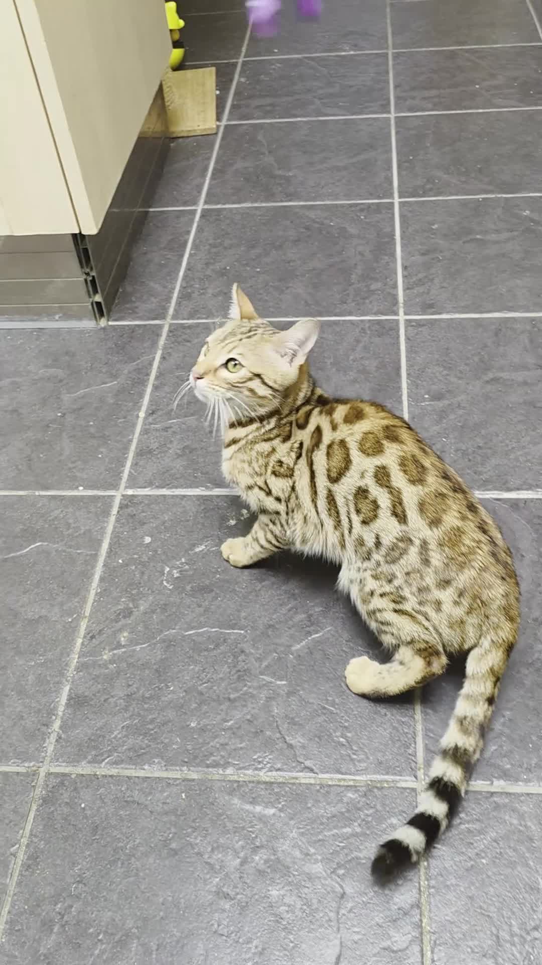 Bengal cats for sale:  Outstanding Quality Bengal kittens ready to leave - Video 1