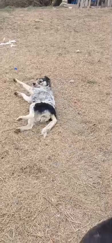 Mixed Breed dogs for adoption: Beautiful & Gentle ADELE needs a Loving Home - Video 2