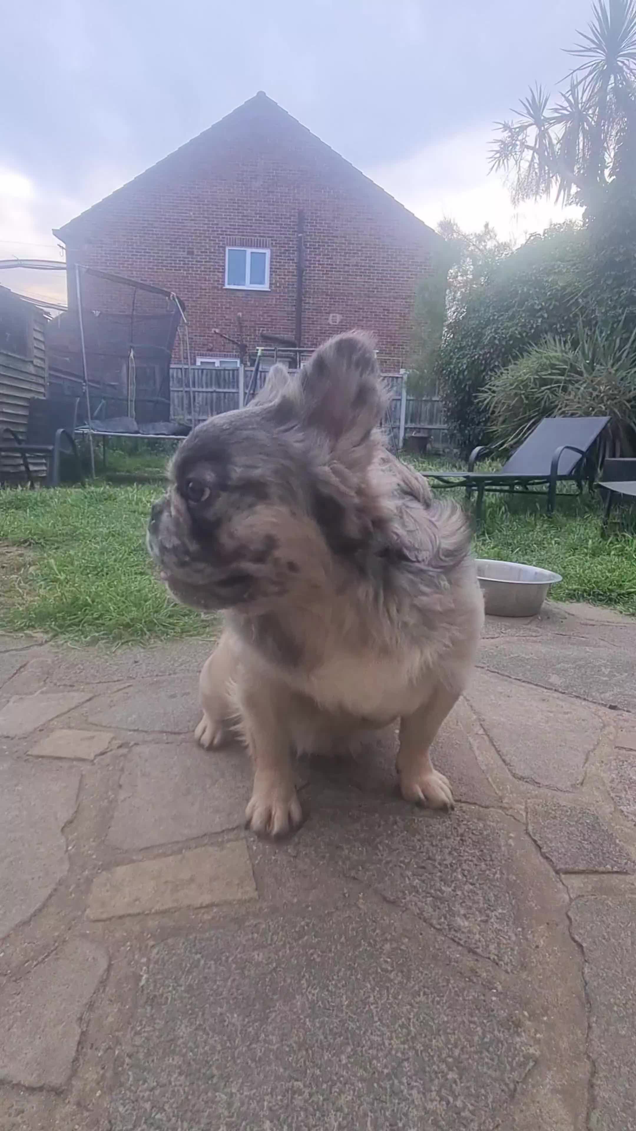 French Bulldog dogs for stud: ♟️ Cheque Mate – Elite Fluffy Frenchie Stud ✨ - Video 1