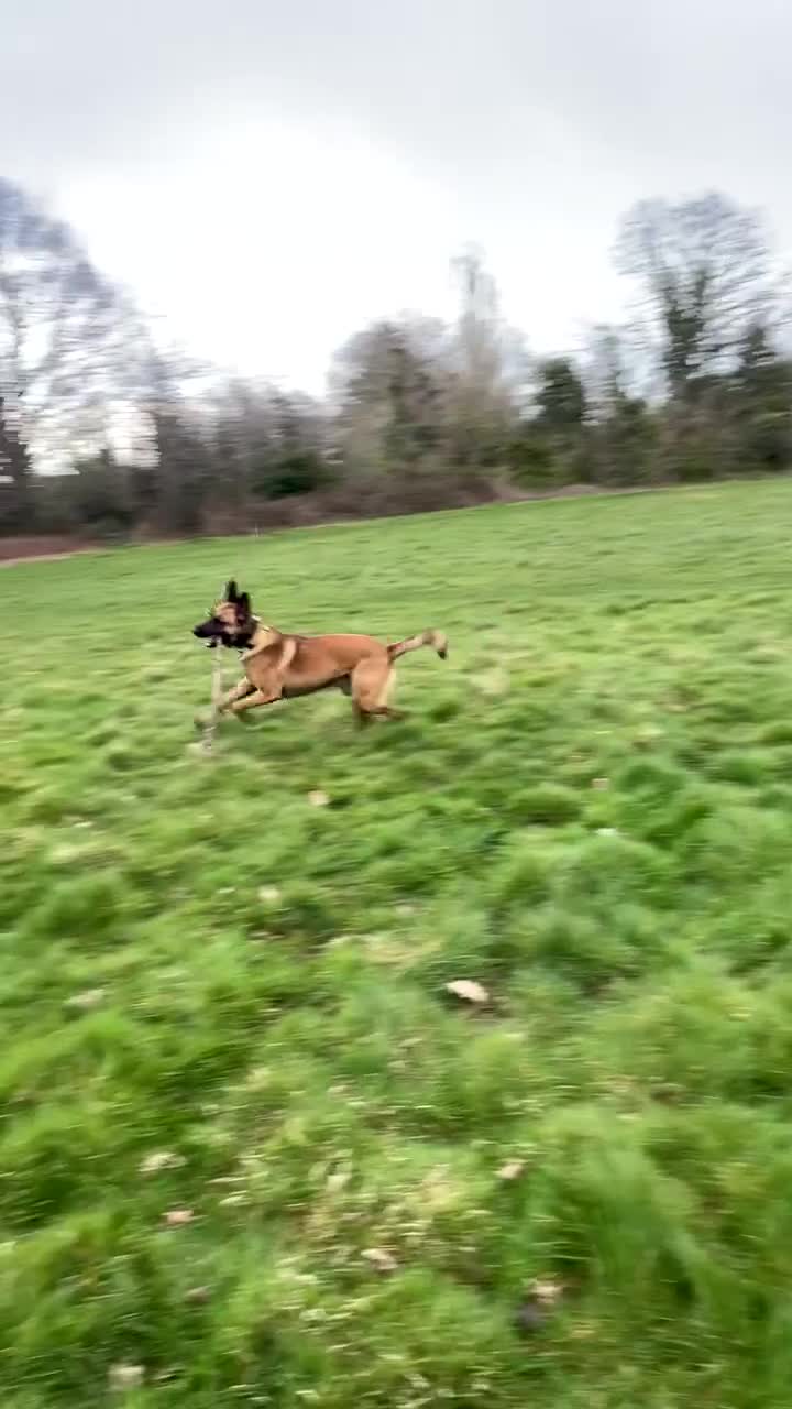 Belgian Shepherd Dog dogs for stud: Belgian Malinois Stud | KC & KNPV Lines  - Video 4
