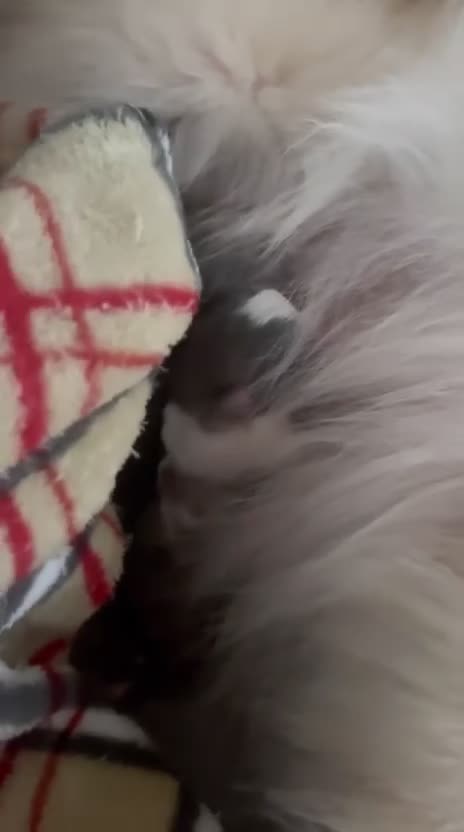 Pomeranian dogs for sale: ✨🐾Mini Pom Stars🏆🐶🐾✨ - Video 1