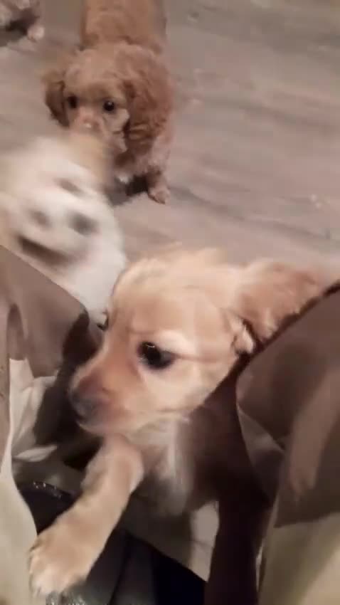 Cavapoo dogs for sale: Beautiful litter of F2 Cavapoo puppies - Video 1