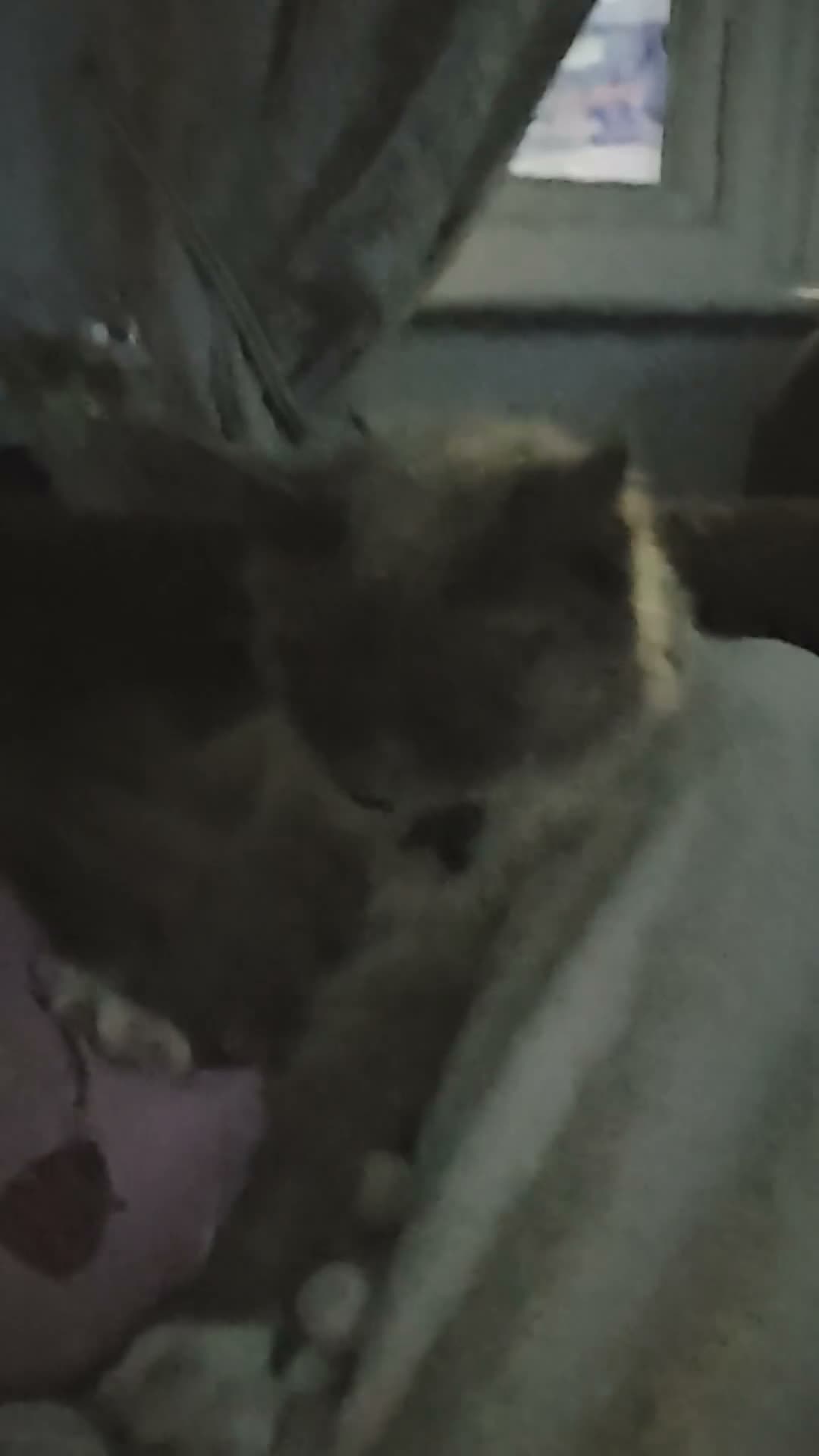 Ragdoll cats for sale: Blue eyed ragdoll - Video 1