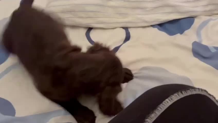 Cocker Spaniel dogs for sale: Cocker Spanial Puppies (2 left) - Video 4