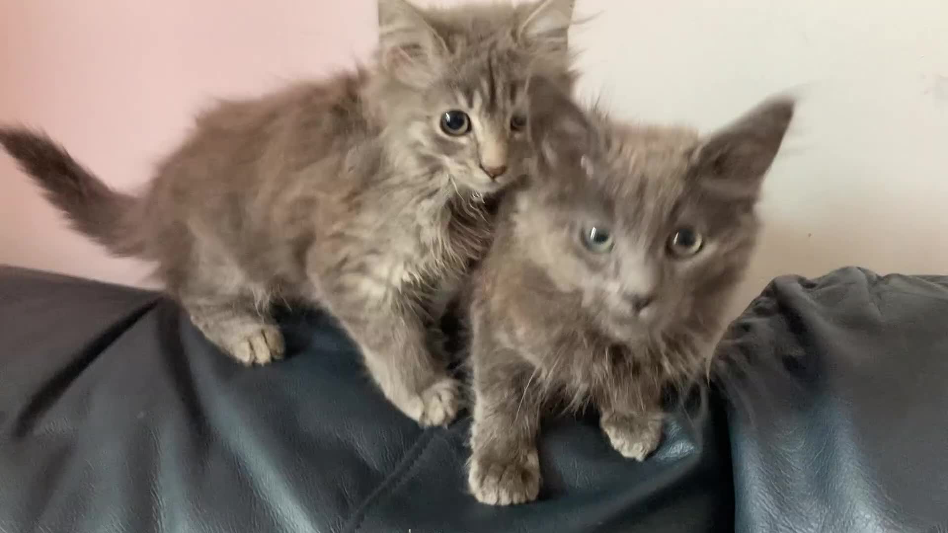 Mixed Breed cats for sale: An absolute gorgeous litter of Maine coon kittens - Video 1