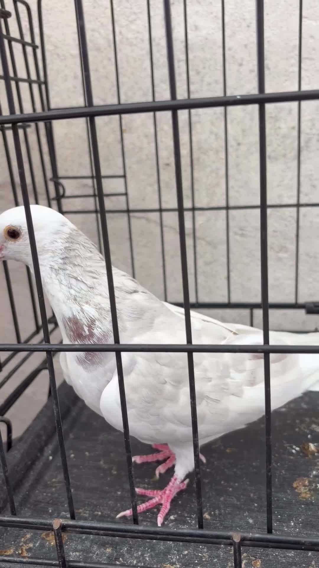 Pigeons birds for sale: Mixed pigeons for sale  in Birmingham - Video 2