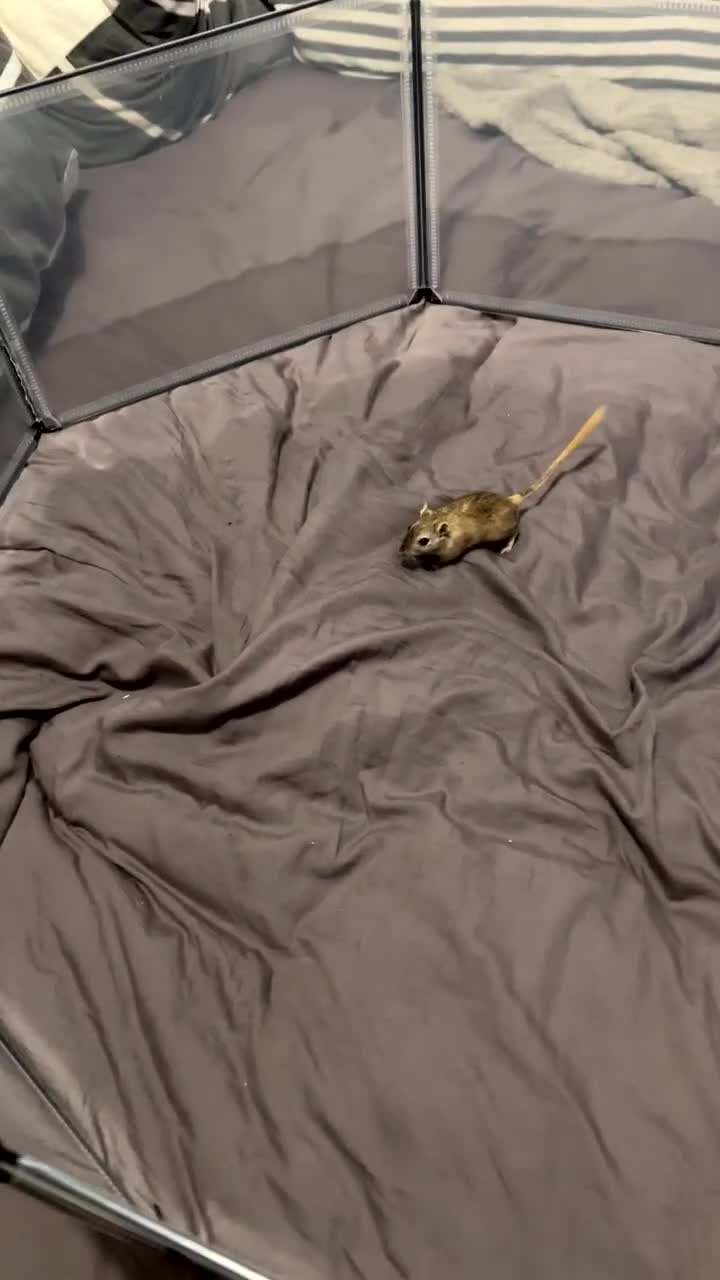 Gerbil rodents for sale: 2 Male gerbils ( 4 months old )  - Video 2