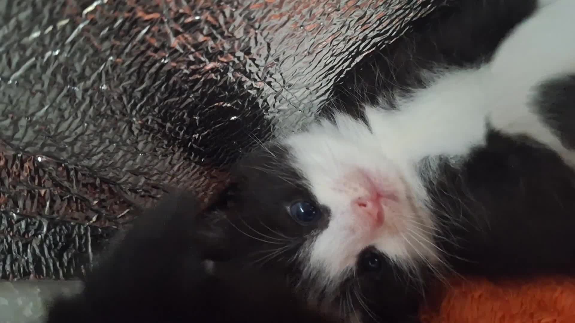 Domestic Shorthair cats for sale: Male kittens for sale  - Video 1
