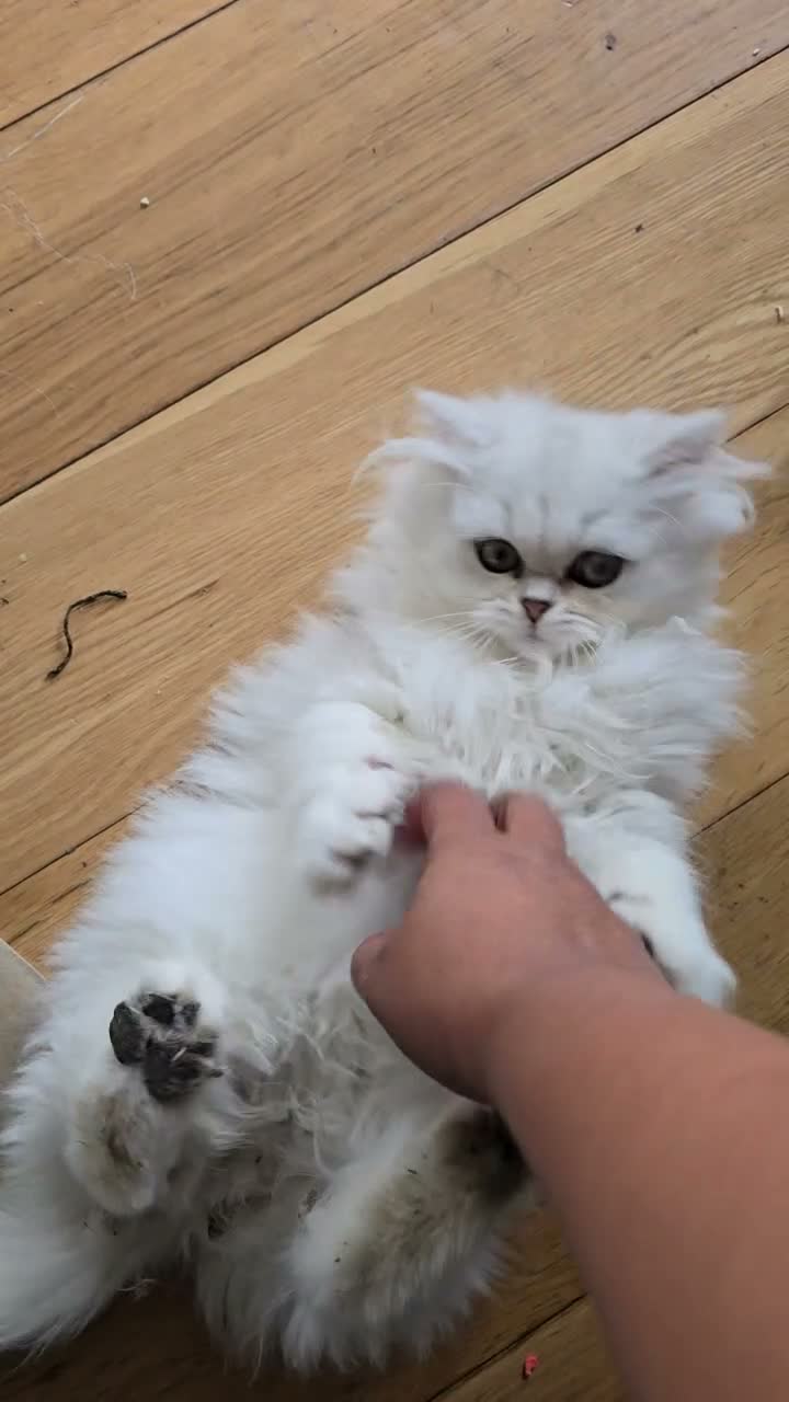 Munchkin cats for sale: 2 munchkin kittens  - Video 1