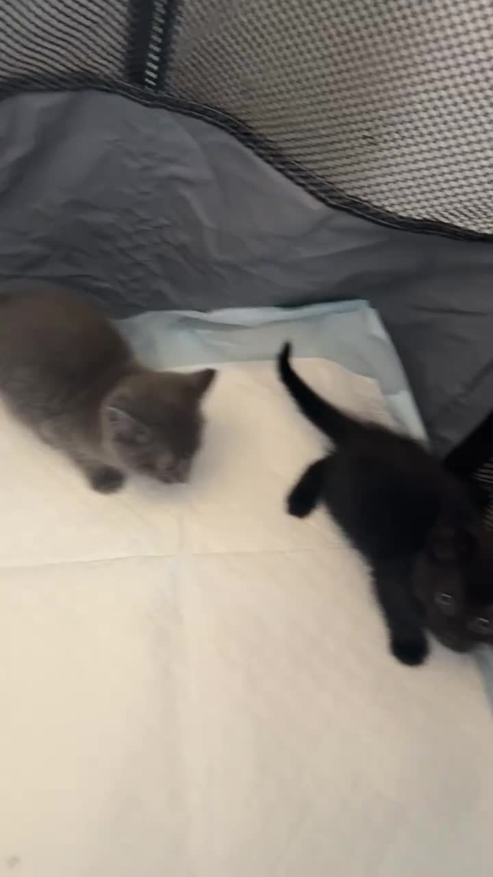 Mixed Breed cats for sale: ADORABLE LITTER GIRLS - Video 2