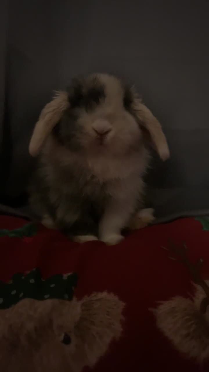 Mini Lop rabbits for sale: Pure Mini lop boy  - Video 2