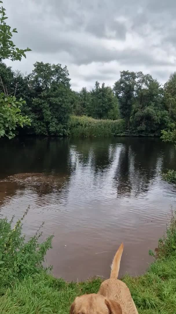 Labrador Retriever dogs for stud: Unproven Labrador Stud NO FEE. KC reg/BVA screened in Brecon - Video 1