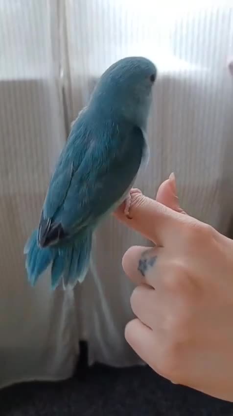 Parrots birds for sale: Female parrotlet - Video 3