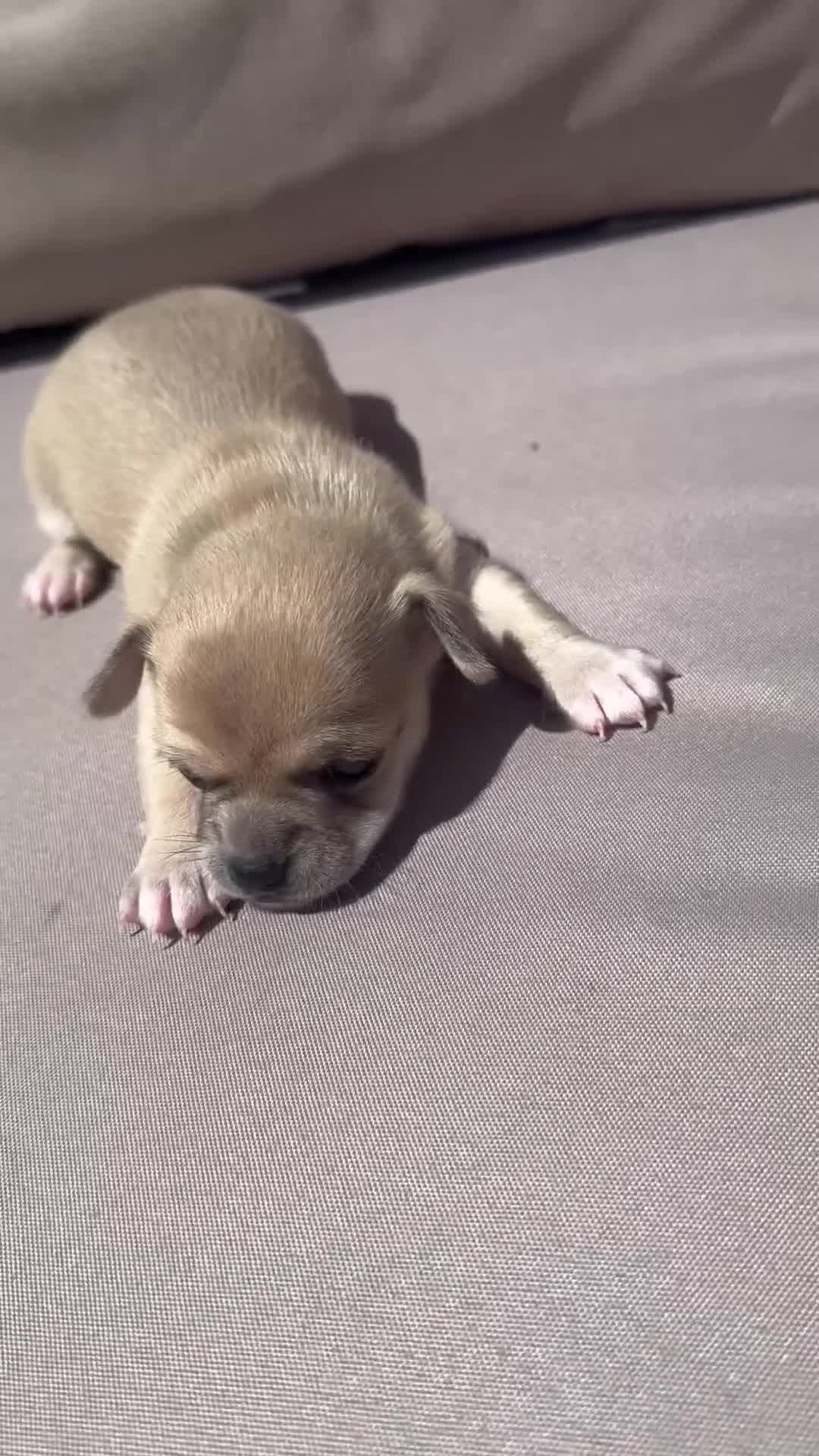 Chihuahua dogs for sale: Chihuahua puppy in Hengoed - Video 1