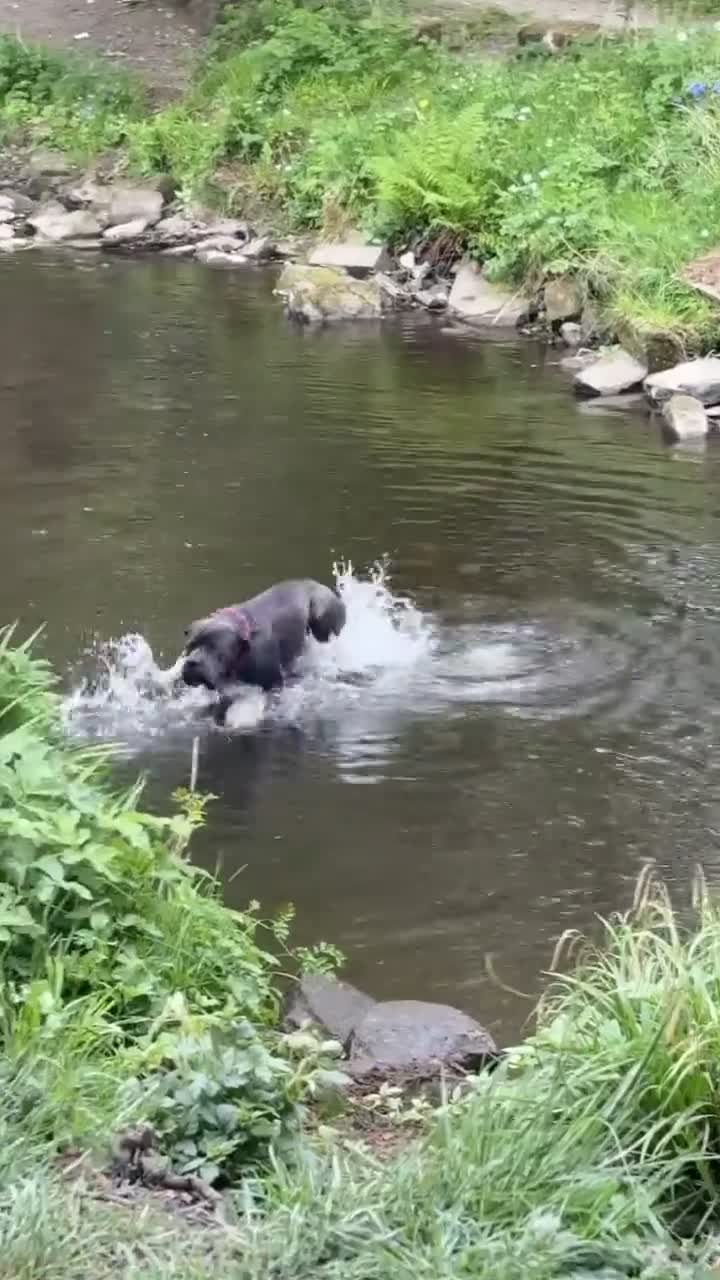 Cane Corso dogs for sale:  Cane Corso Boy Looking for His Forever Home 🏡❤️ - Video 1